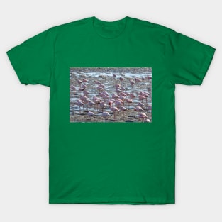 Namibia. Walvis Bay. Another Flamboyance of Flamingos. T-Shirt